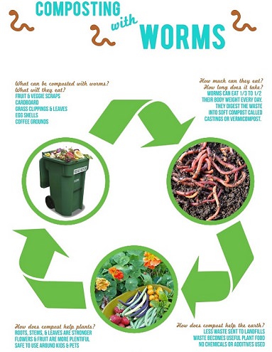 Phân trùn quế trong nông nghiệp