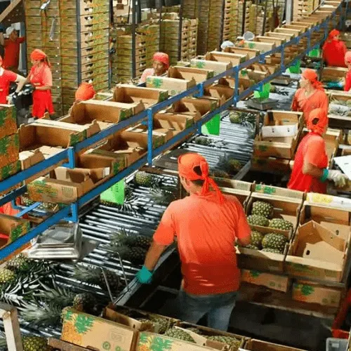 Dây chuyền thiết bị phân loại trái dứa thơm MD2 - Ảnh 2