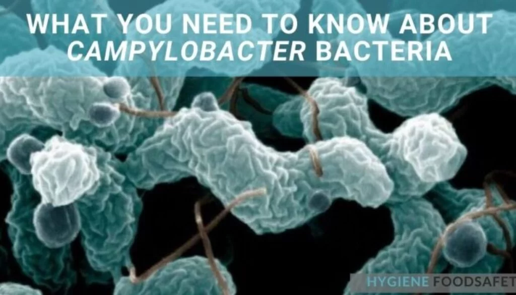 Những Điều Bạn Cần Biết Về Vi Khuẩn Campylobacter
