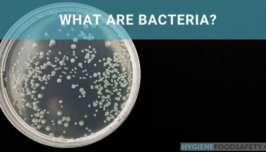 Khám phá thế giới vi khuẩn: Những điều bất ngờ về vi sinh vật