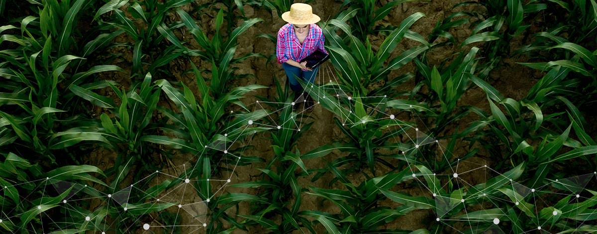 Làm thế nào để tăng khả năng sinh lời của bạn với nông nghiệp kỹ thuật số?