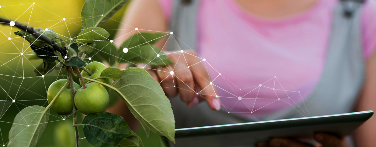 Truy xuất nguồn gốc thực phẩm: Câu chuyện đằng sau thực phẩm bạn ăn