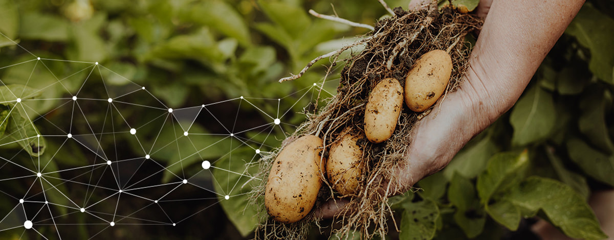 Tăng cường sản xuất tại địa phương với nông nghiệp kỹ thuật số