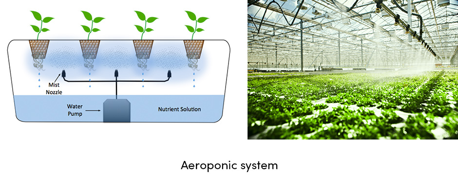 Canh tác thủy canh: Bước ngoặt trong trồng trọt