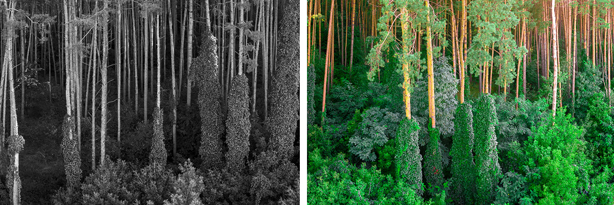 Tăng sản lượng lương thực mà không phá rừng