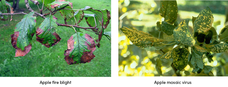 Bệnh hại cây trồng: Cơn ác mộng của mọi nhà nông