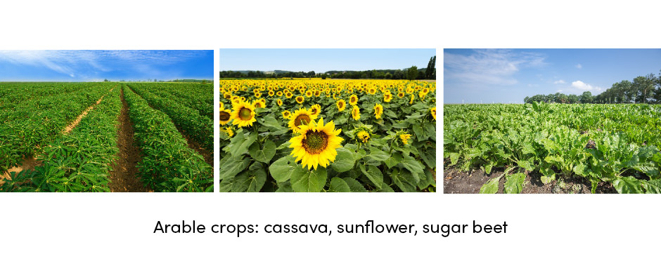 Tất cả các khía cạnh của thu hoạch cây trồng hợp lý