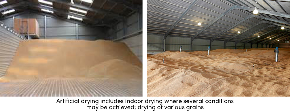 Sấy khô là một quy trình chính trong công nghệ sau thu hoạch