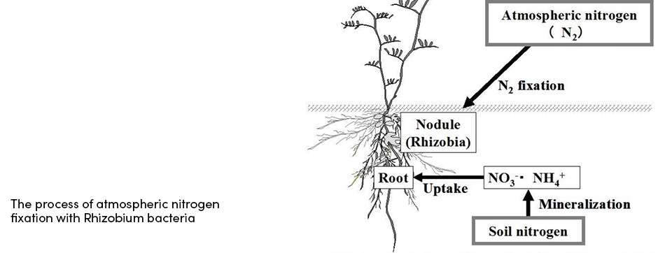 Nông dân có thể hưởng lợi như thế nào từ việc cấy giống?