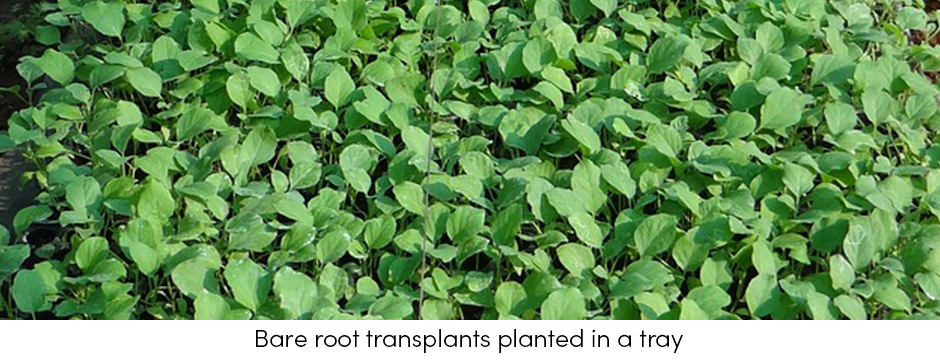 Những thông tin cơ bản cần xem xét khi sử dụng mô cấy trong sản xuất rau