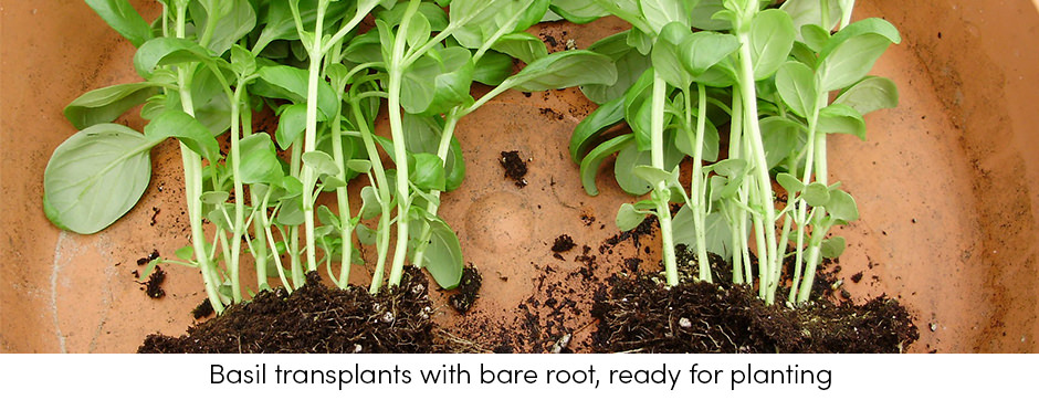 Những thông tin cơ bản cần xem xét khi sử dụng mô cấy trong sản xuất rau