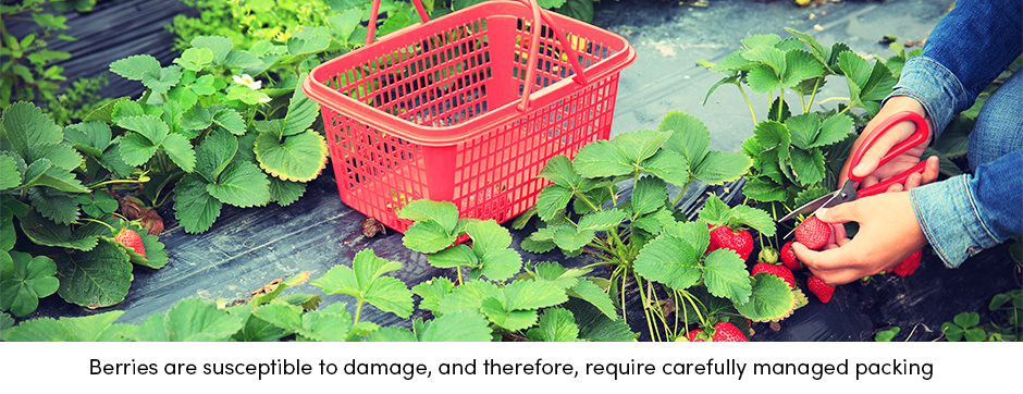 Làm thế nào để chọn gói trái cây và rau phù hợp?