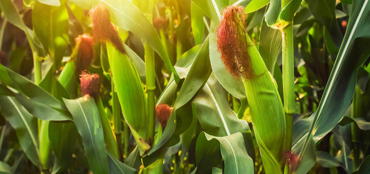 Thực tiễn đánh dấu sự khởi đầu của vòng đời cây trồng canh tác