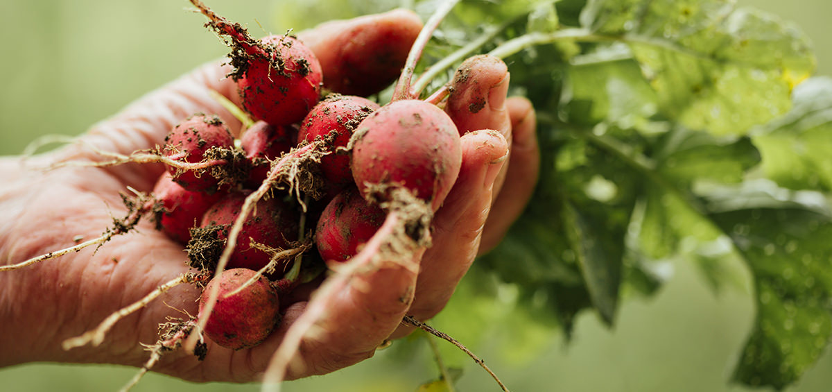 Bón phân hiệu quả và quản lý nước với Fertigation