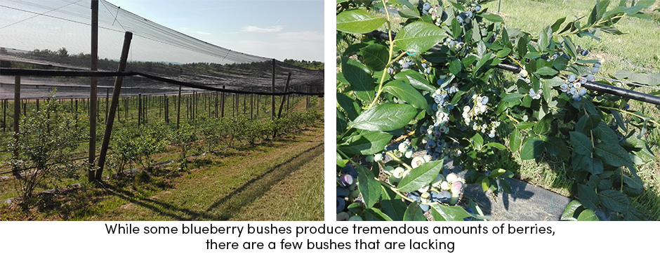 Làm cách nào để thu được nhiều loại cây trồng có giá trị cao hơn bằng cách sử dụng bản đồ năng suất?