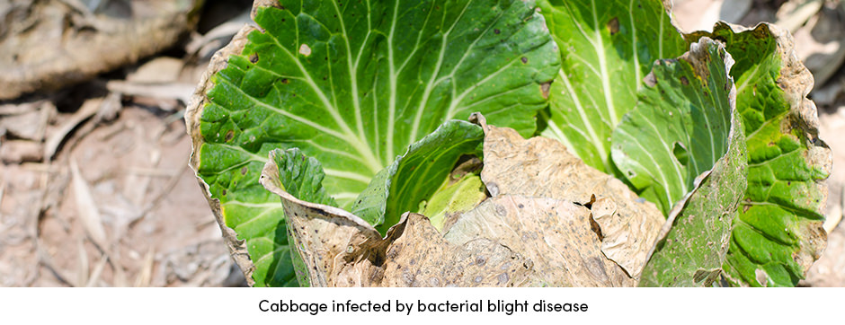 Bệnh hại cây trồng: Cơn ác mộng của mọi nhà nông