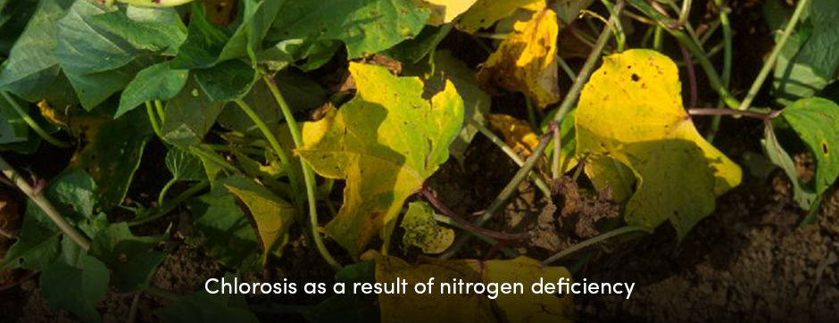 Các chất dinh dưỡng đa lượng đóng một vai trò quan trọng trong sản xuất cây trồng