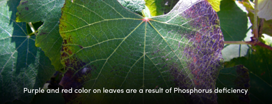 Các chất dinh dưỡng đa lượng đóng một vai trò quan trọng trong sản xuất cây trồng