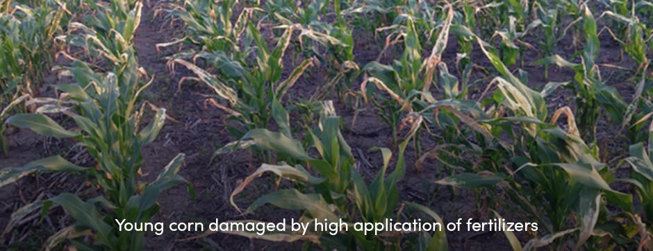 Bón phân trước khi gieo hạt: Bước cuối cùng trước khi gieo hạt