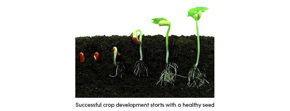 Nông dân có thể hưởng lợi như thế nào từ việc cấy giống?