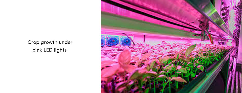 Canh tác dưới ánh sáng nhân tạo để đáp ứng nhu cầu lương thực trong tương lai