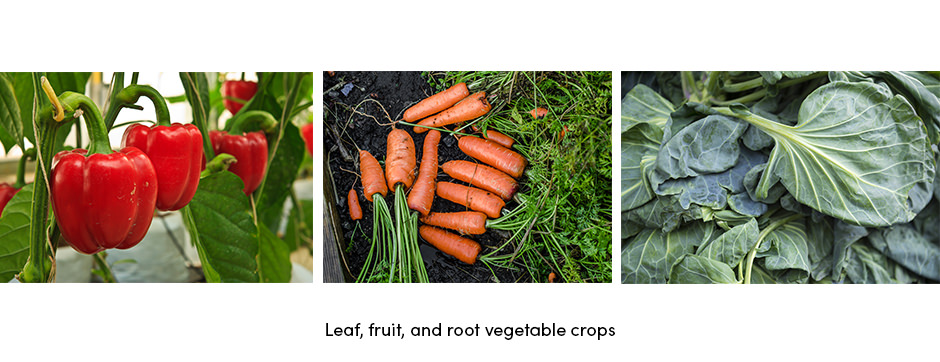 Canh tác rau từ đầu