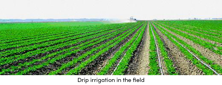 Bón phân hiệu quả và quản lý nước với Fertigation