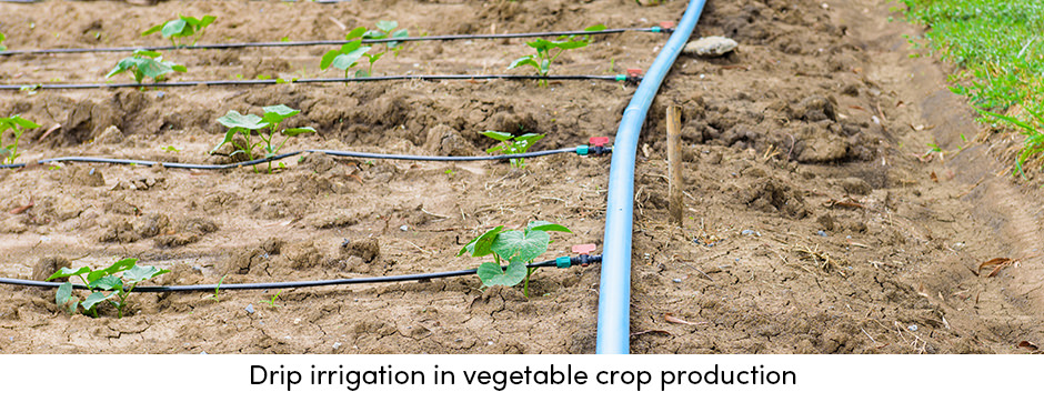 Làm thế nào để bảo dưỡng cây trồng thường xuyên mang lại năng suất ổn định?