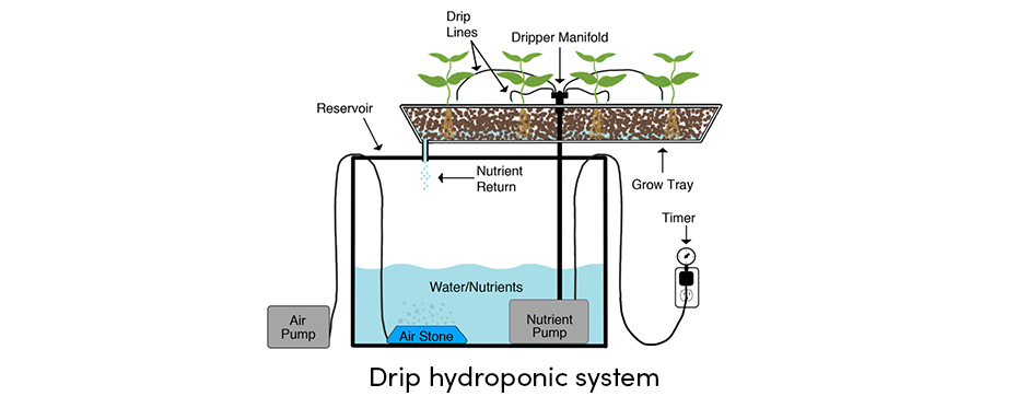 Canh tác thủy canh: Bước ngoặt trong trồng trọt