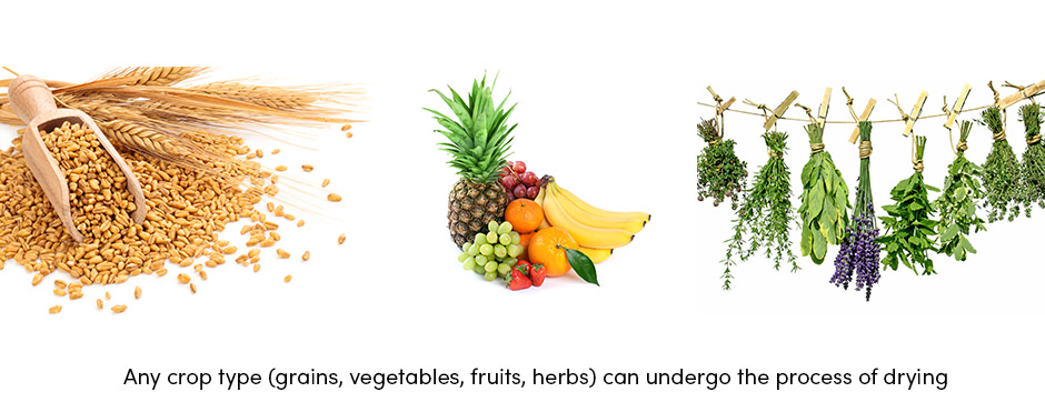 Sấy khô là một quy trình chính trong công nghệ sau thu hoạch