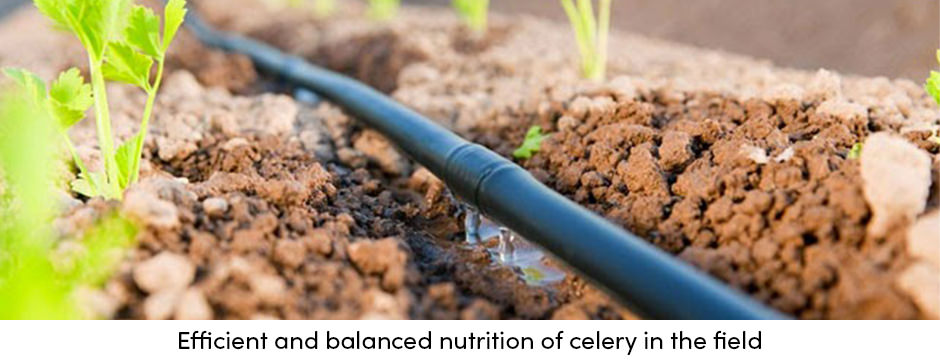 Bón phân hiệu quả và quản lý nước với Fertigation