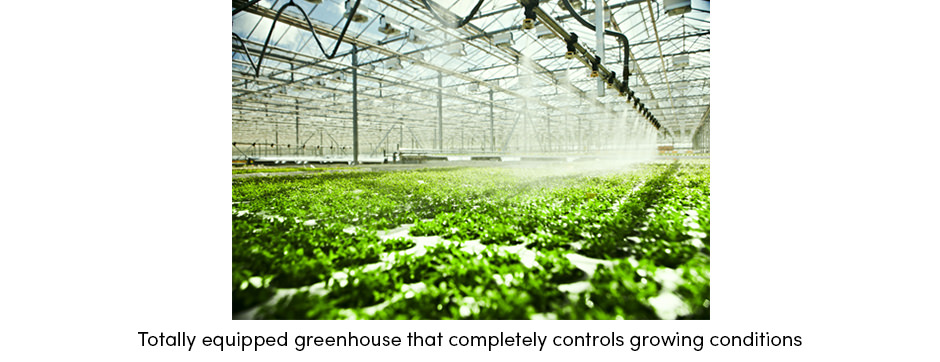 Vượt qua giới hạn thời tiết với canh tác trong nhà kính