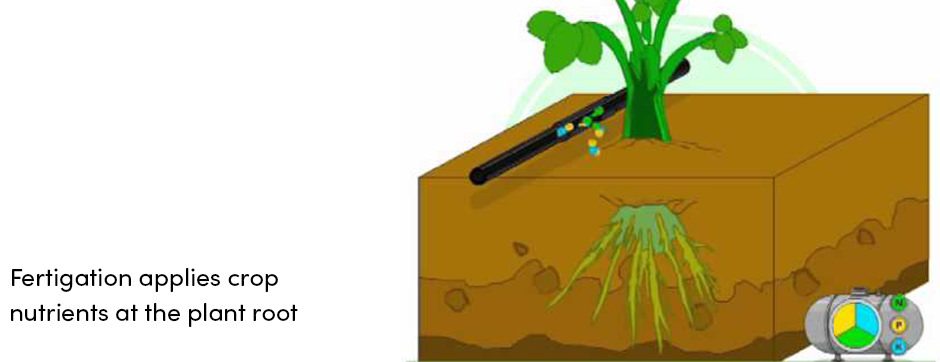 Bón phân hiệu quả và quản lý nước với Fertigation