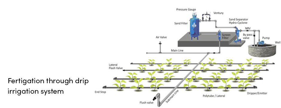 Bón phân hiệu quả và quản lý nước với Fertigation