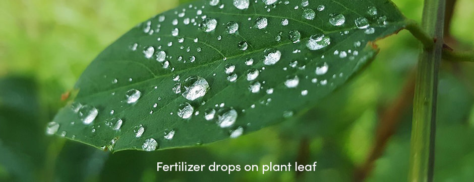 Quản lý dinh dưỡng cây trồng bằng phân bón lá