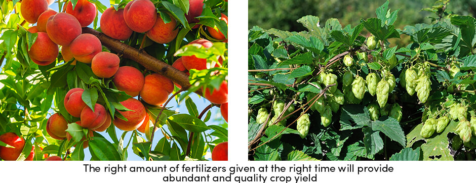 Tăng năng suất bằng cách theo dõi phân bón đơn giản