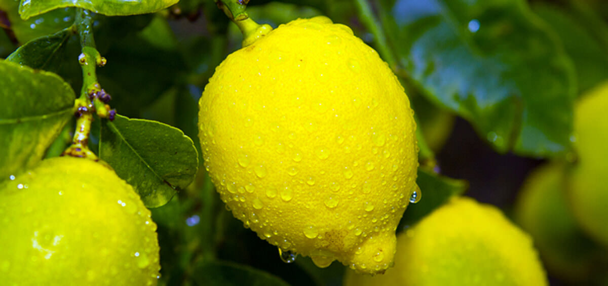 Tưới tiêu trong nông nghiệp: 5 cách tưới nước nhân tạo cho cây trồng hoặc cây trồng