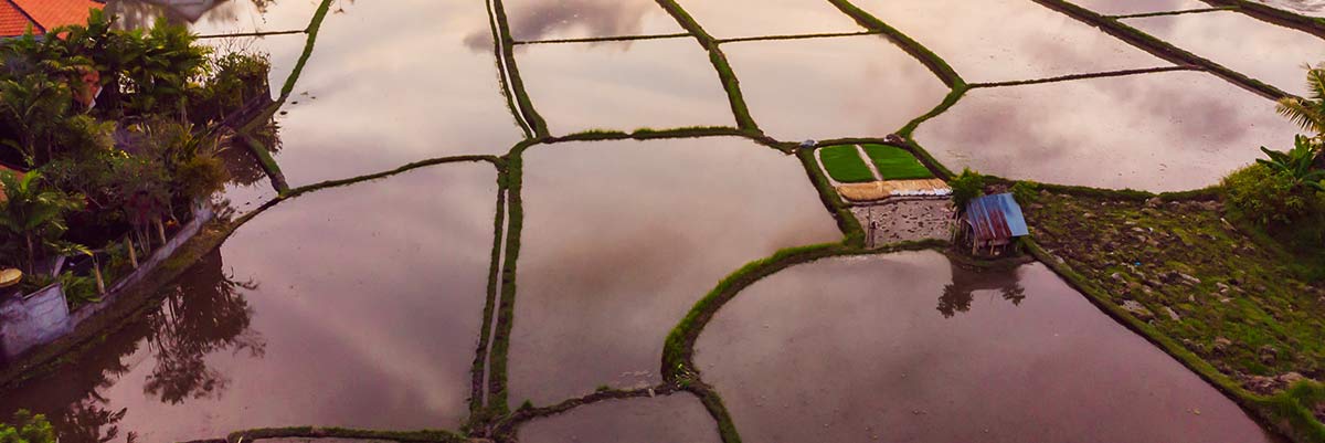 Tưới lũ: Tôi có nên sử dụng nó?