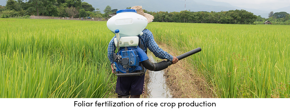 Quản lý dinh dưỡng cây trồng bằng phân bón lá