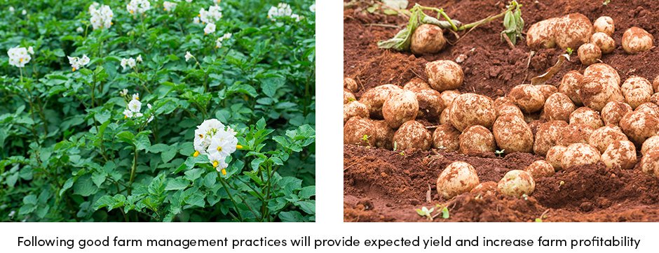 Thực hành trang trại tốt nhất để canh tác có lợi nhuận