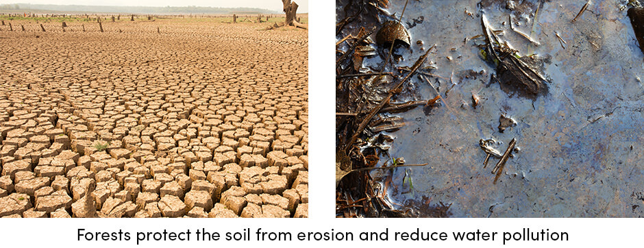 Rừng—Những người bảo vệ Thành phố, Trang trại và Hành tinh của chúng ta