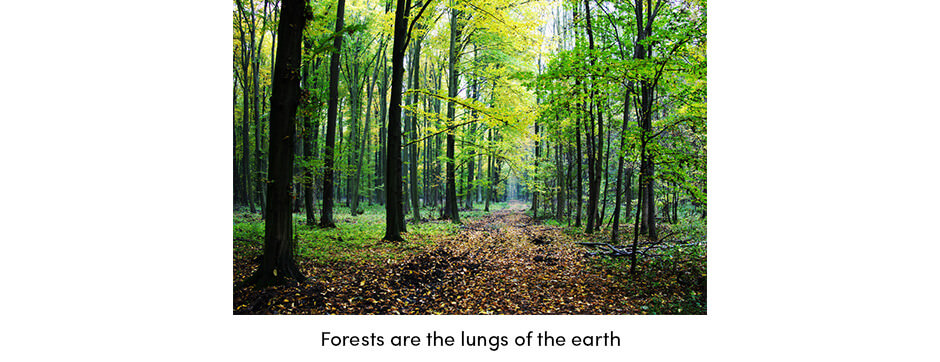 Rừng—Những người bảo vệ Thành phố, Trang trại và Hành tinh của chúng ta