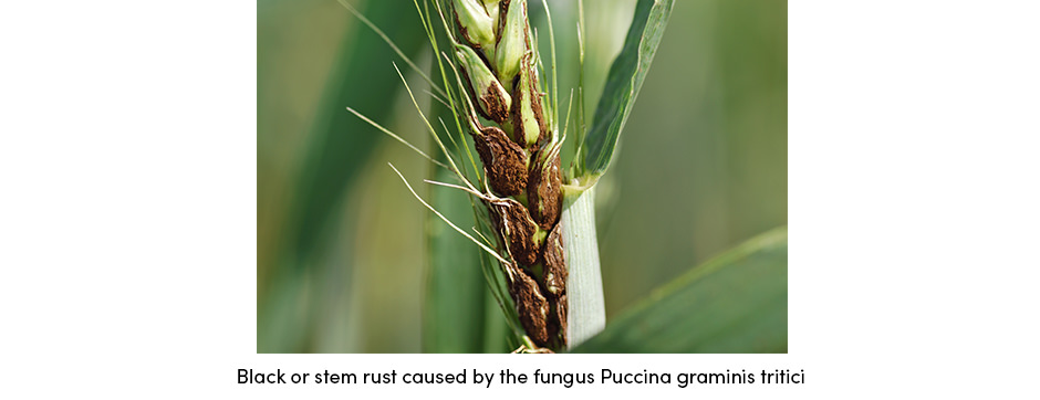 Bệnh hại cây trồng: Cơn ác mộng của mọi nhà nông