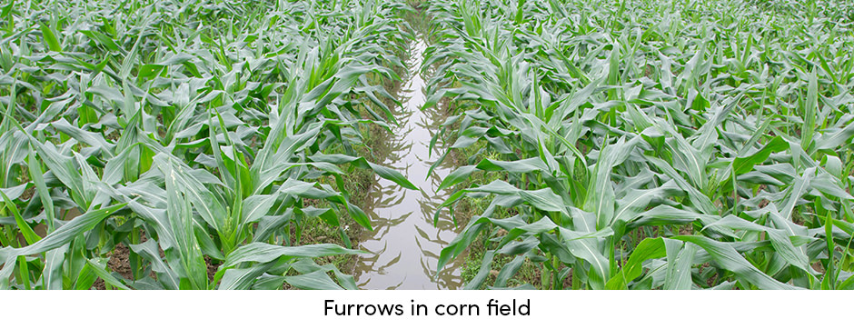 Tưới bề mặt có thể vừa có chi phí thấp vừa hiệu quả không?