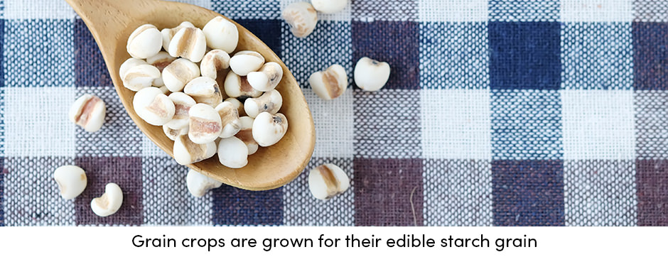 Thu hoạch: Kết thúc con đường sản xuất ngũ cốc