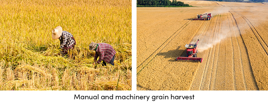 Thu hoạch: Kết thúc con đường sản xuất ngũ cốc