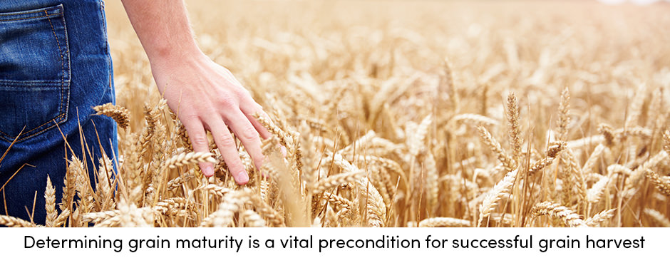 Thu hoạch: Kết thúc con đường sản xuất ngũ cốc