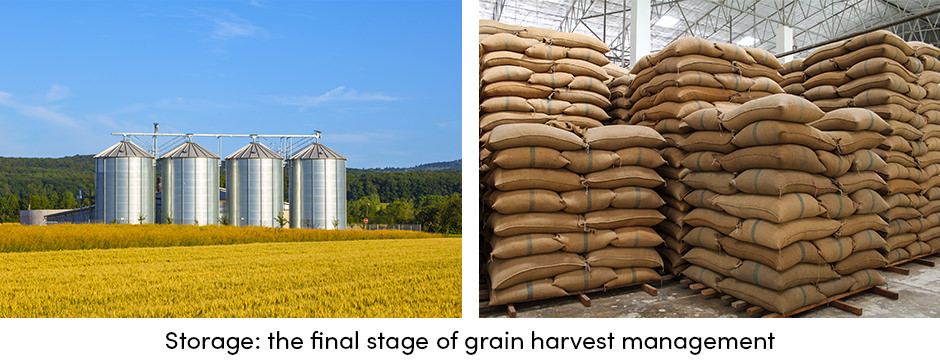 Thu hoạch: Kết thúc con đường sản xuất ngũ cốc