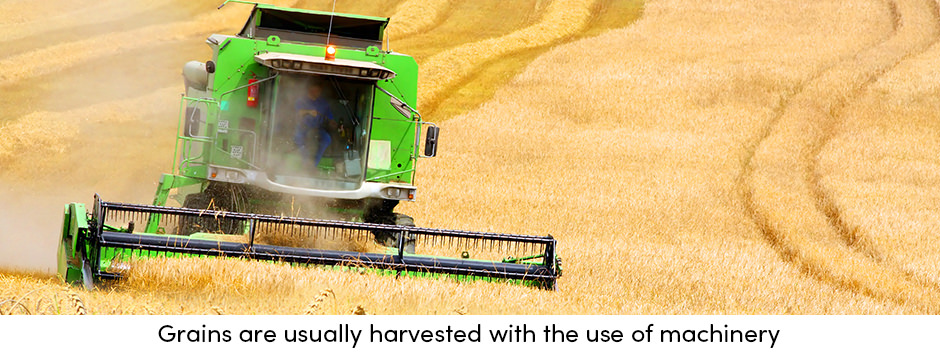 Tất cả các khía cạnh của thu hoạch cây trồng hợp lý