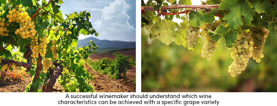 Các yếu tố chính để sản xuất rượu vang thành công